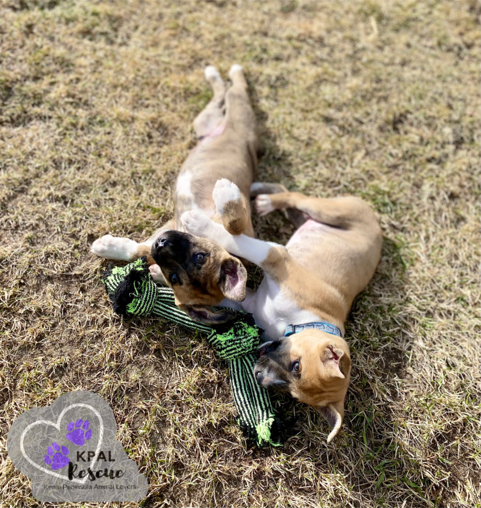 Wilbur (Cubbie - The Lost Boys), an adoptable Boxer, Alaskan Malamute in Kenai, AK, 99611 | Photo Image 6