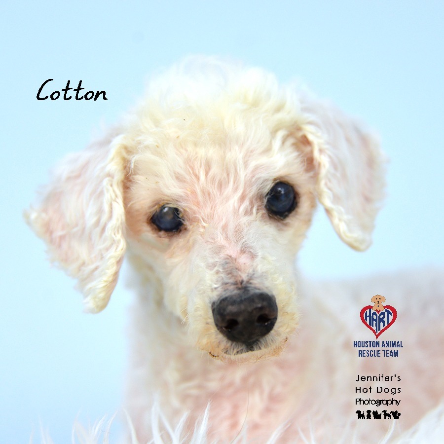 Cotton