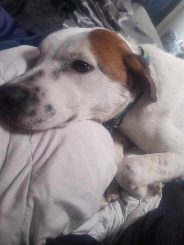 Bingo, an adoptable Pit Bull Terrier, Husky in Salt Lake City, UT, 84117 | Photo Image 1