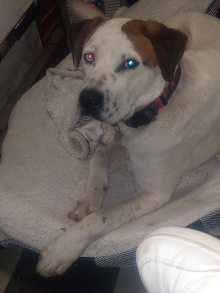 Bingo, an adoptable Pit Bull Terrier, Husky in Salt Lake City, UT, 84117 | Photo Image 2