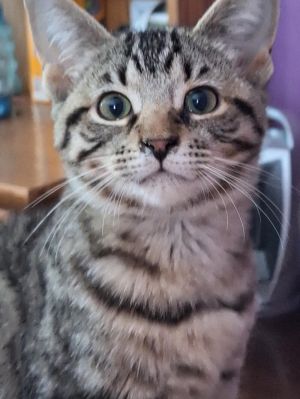 Mariposa, Adult Female Domestic Short Hair