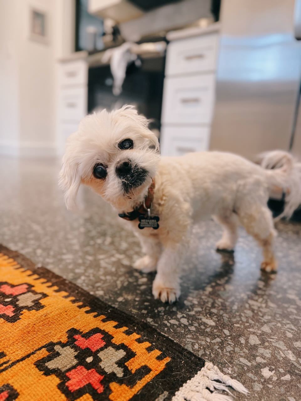 Fluffy Lady, an adoptable Pekingese, Shih Tzu in Raleigh, NC, 27616 | Photo Image 1
