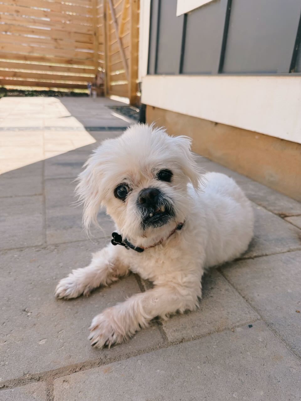 Fluffy Lady, an adoptable Pekingese, Shih Tzu in Raleigh, NC, 27616 | Photo Image 2