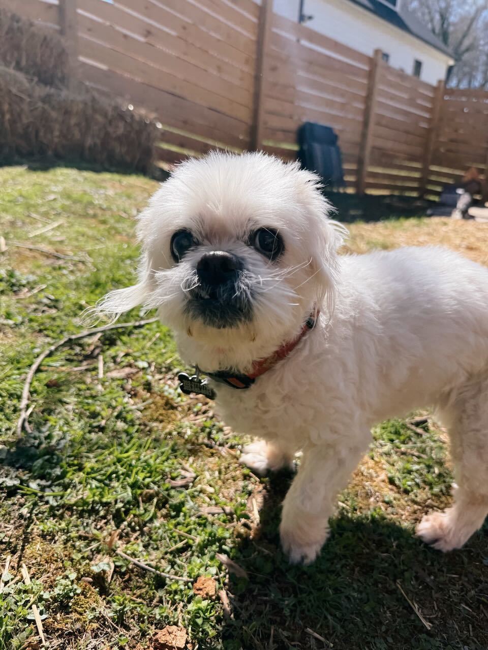 Fluffy Lady, an adoptable Pekingese, Shih Tzu in Raleigh, NC, 27616 | Photo Image 3