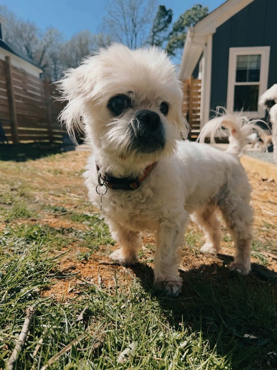 Fluffy Lady, an adoptable Pekingese, Shih Tzu in Raleigh, NC, 27616 | Photo Image 4