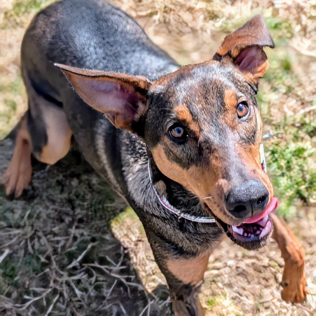 7855 Gemma