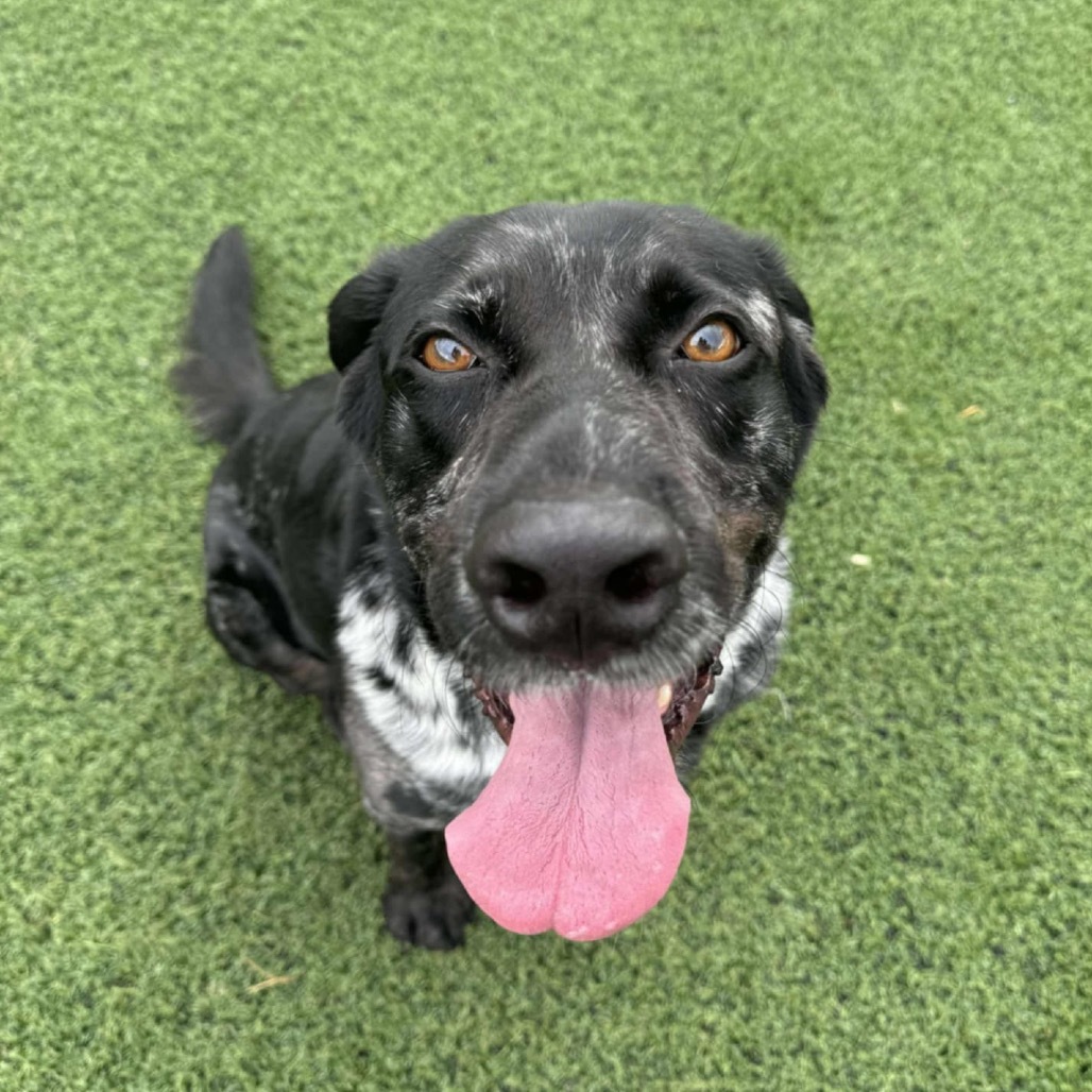 Butler, an adoptable Catahoula Leopard Dog in Conway, NH, 03818 | Photo Image 1