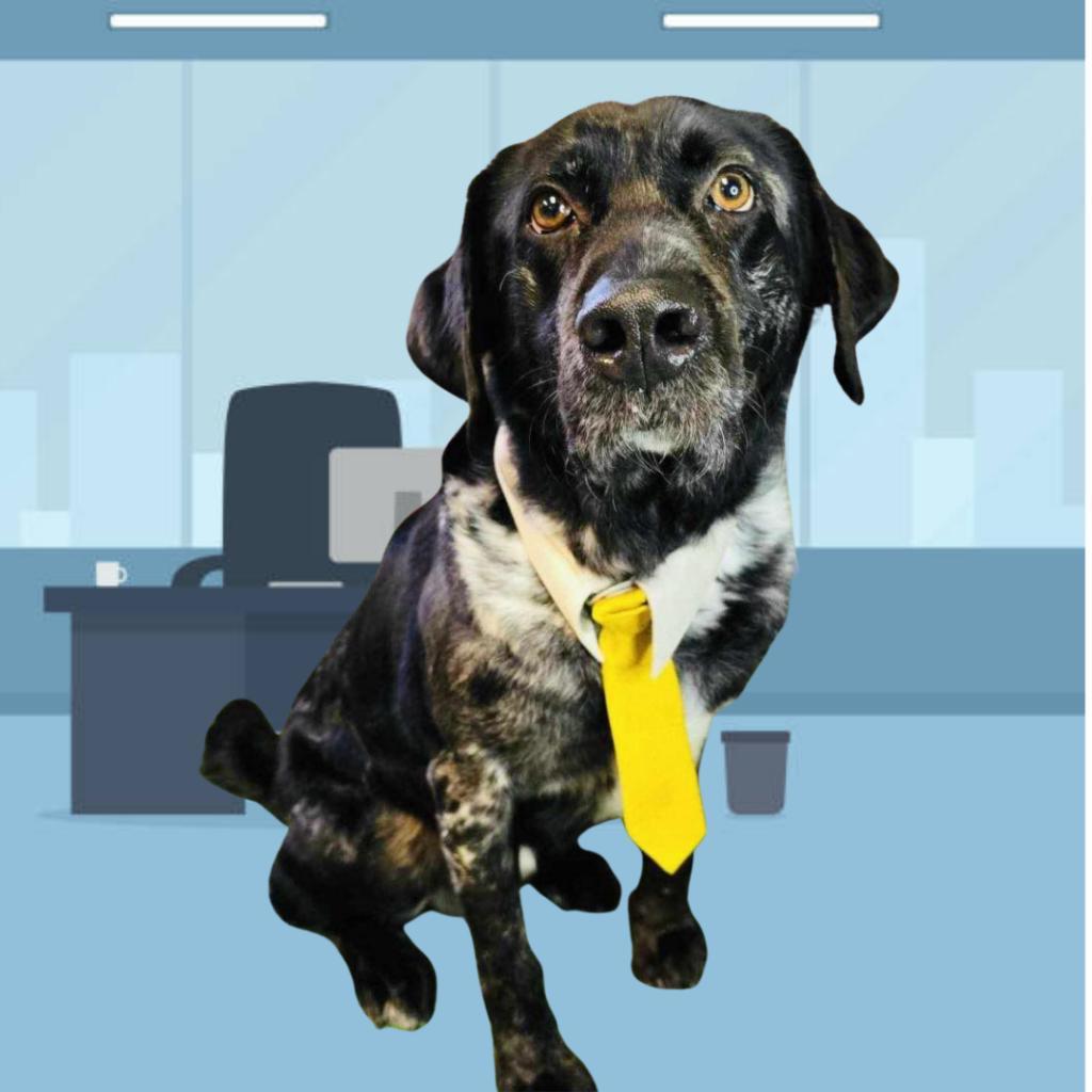 Butler, an adoptable Catahoula Leopard Dog in Conway, NH, 03818 | Photo Image 3