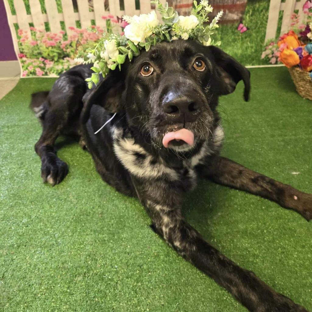 Butler, an adoptable Catahoula Leopard Dog in Conway, NH, 03818 | Photo Image 4