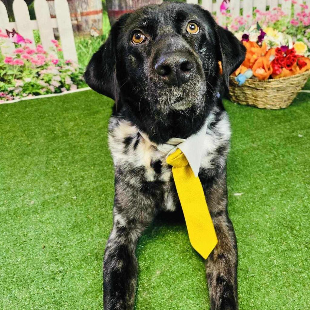Butler, an adoptable Catahoula Leopard Dog in Conway, NH, 03818 | Photo Image 5