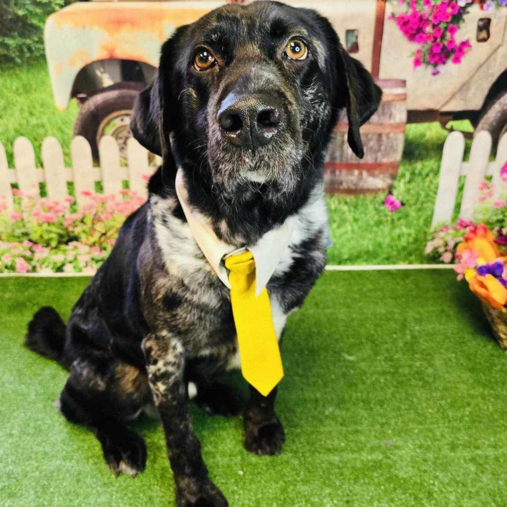 Butler, an adoptable Catahoula Leopard Dog in Conway, NH, 03818 | Photo Image 6