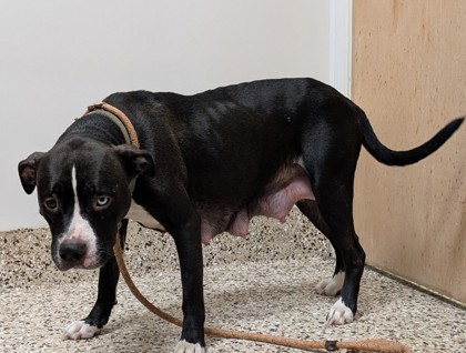 Anna, an adoptable Pit Bull Terrier, Mixed Breed in Pendleton, OR, 97801 | Photo Image 1