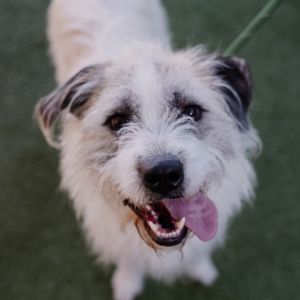 Petey, Adult Male unknown