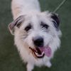 Petey photo 2