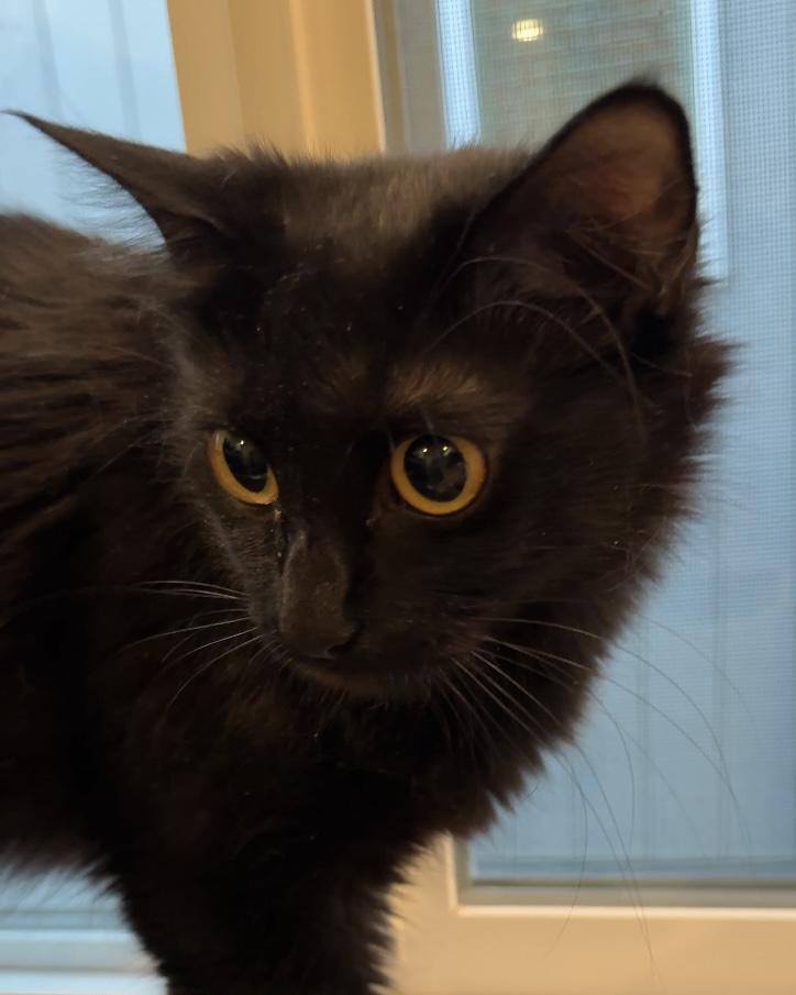Alice, an adoptable Domestic Medium Hair in Palmer, AK, 99645 | Photo Image 1