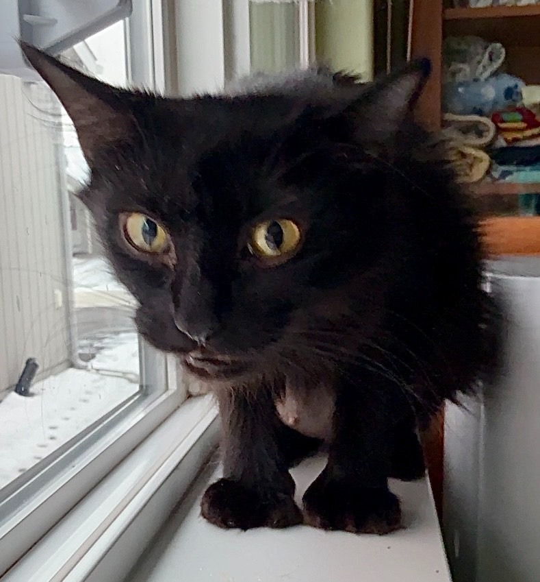 Alice, an adoptable Domestic Medium Hair in Palmer, AK, 99645 | Photo Image 2