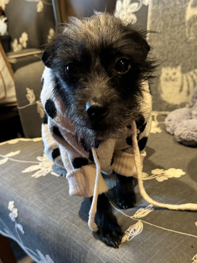 Zeekie
