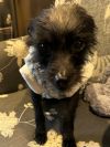 Zeekie photo 3