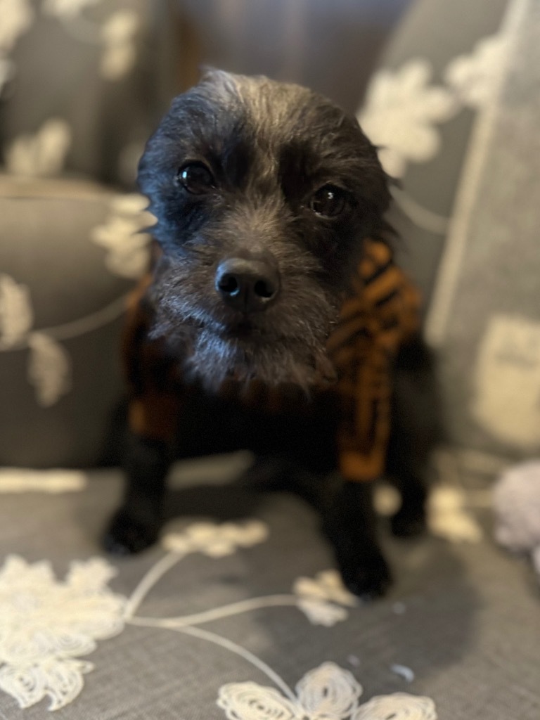 Zeekie