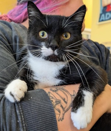 Merigold, an adoptable Domestic Short Hair in La Harpe, KS, 66751 | Photo Image 1