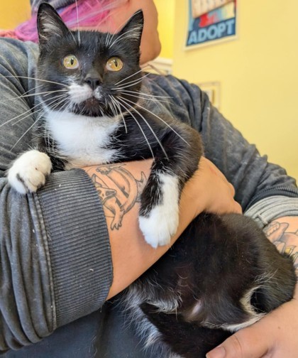 Merigold, an adoptable Domestic Short Hair in La Harpe, KS, 66751 | Photo Image 2
