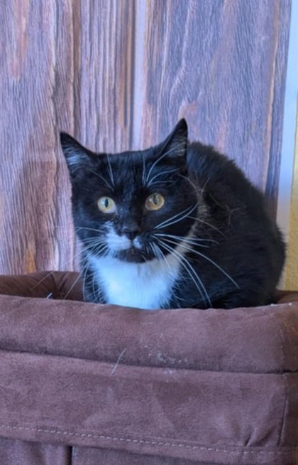 Merigold, an adoptable Domestic Short Hair in La Harpe, KS, 66751 | Photo Image 3