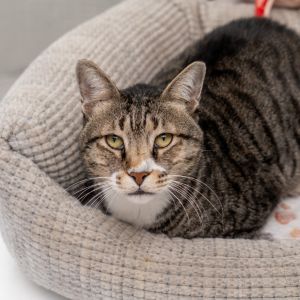 Mr Mistofoles is one of 12 rescue cats we welcomed all the way from Qatar Sadly animal welfare is