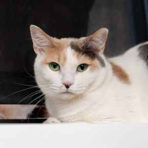 Imani is one of 12 rescue cats we welcomed all the way from Qatar Sadly animal welfare is lacking 