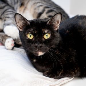Delores is one of 12 rescue cats we welcomed all the way from Qatar Sadly animal welfare is lackin