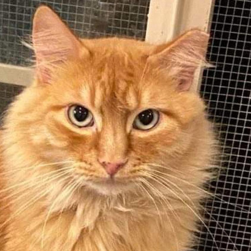 Danny, an adoptable Domestic Long Hair in Nampa, ID, 83686 | Photo Image 1