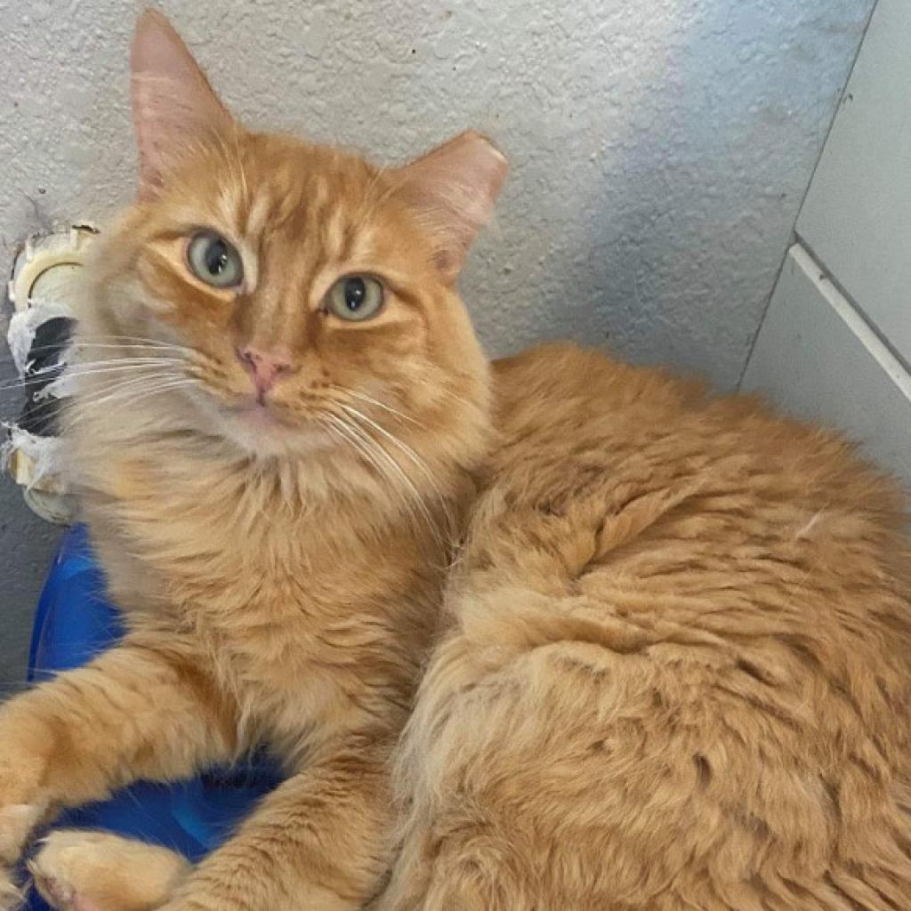 Danny, an adoptable Domestic Long Hair in Nampa, ID, 83686 | Photo Image 2