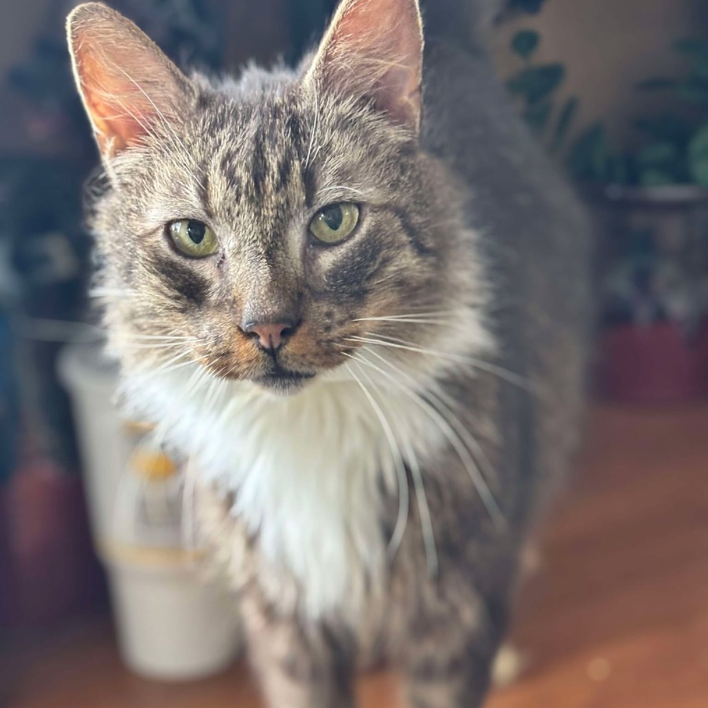 Skippy, an adoptable Maine Coon, Domestic Long Hair in Nampa, ID, 83686 | Photo Image 1