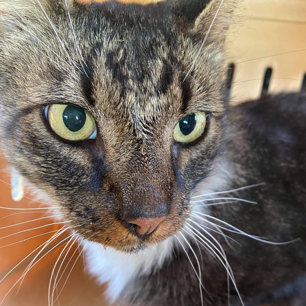 Skippy, an adoptable Maine Coon, Domestic Long Hair in Nampa, ID, 83686 | Photo Image 2