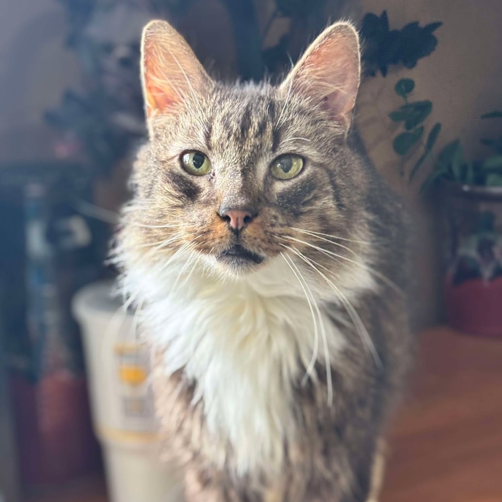 Skippy, an adoptable Maine Coon, Domestic Long Hair in Nampa, ID, 83686 | Photo Image 3