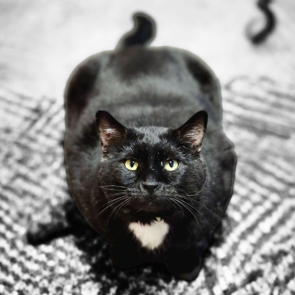 Moe Szyslak, an adoptable Domestic Short Hair in Zimmerman, MN, 55398 | Photo Image 1