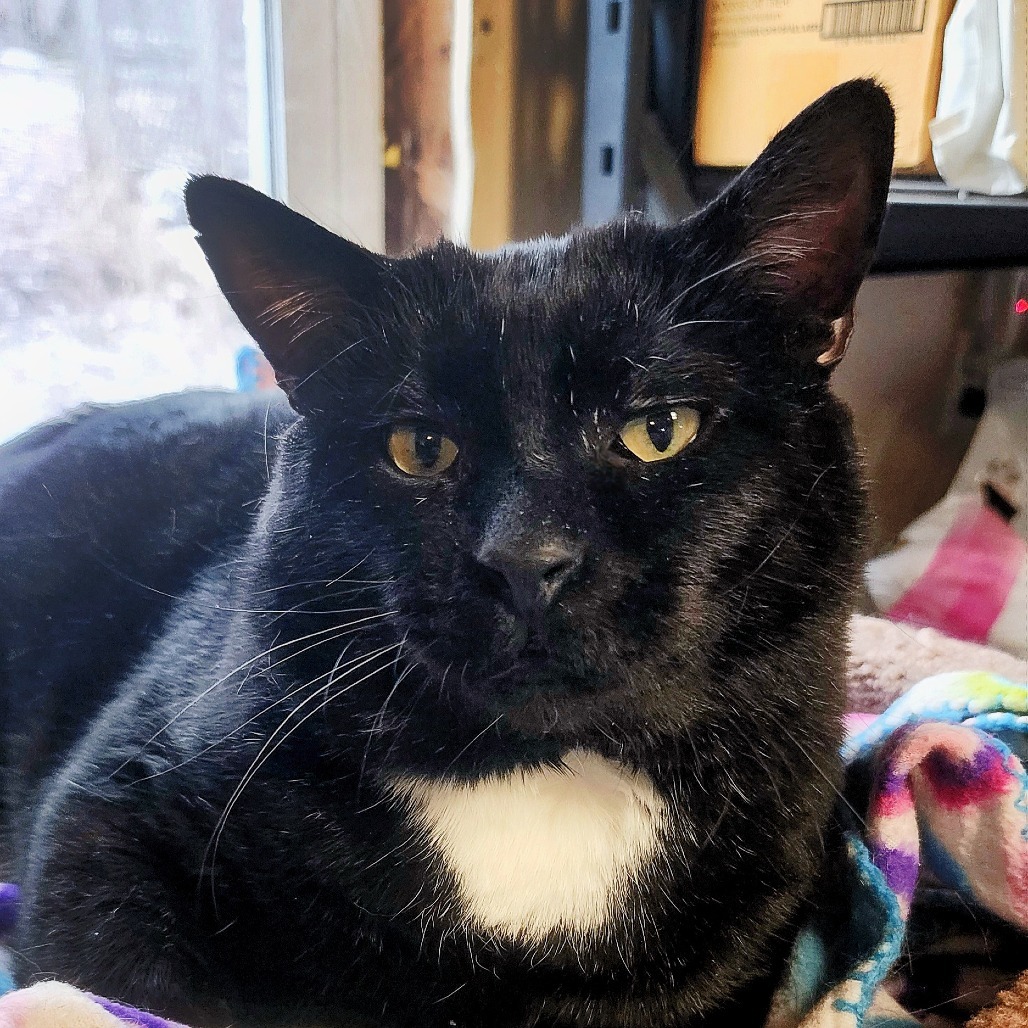 Moe Szyslak, an adoptable Domestic Short Hair in Zimmerman, MN, 55398 | Photo Image 2