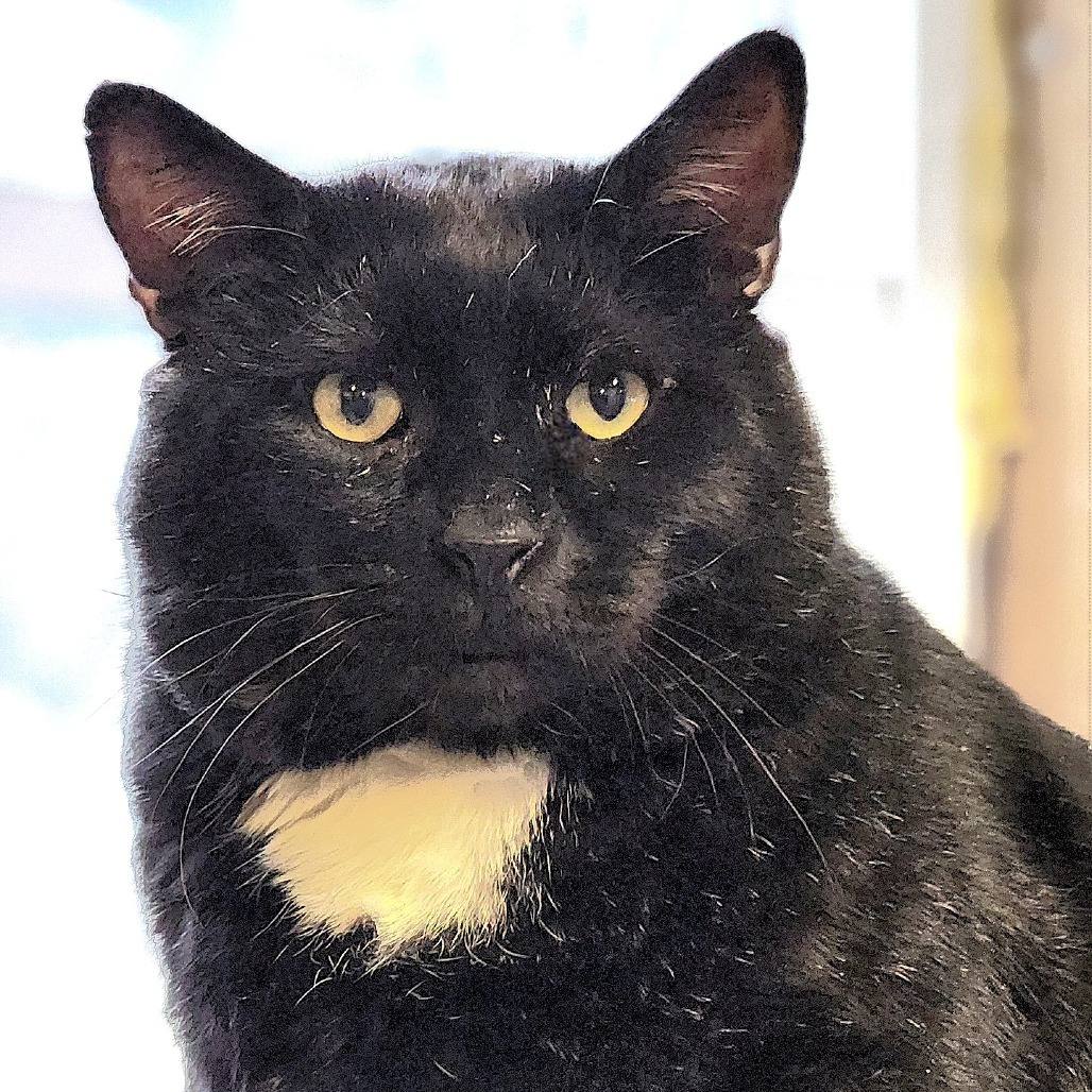 Moe Szyslak, an adoptable Domestic Short Hair in Zimmerman, MN, 55398 | Photo Image 3