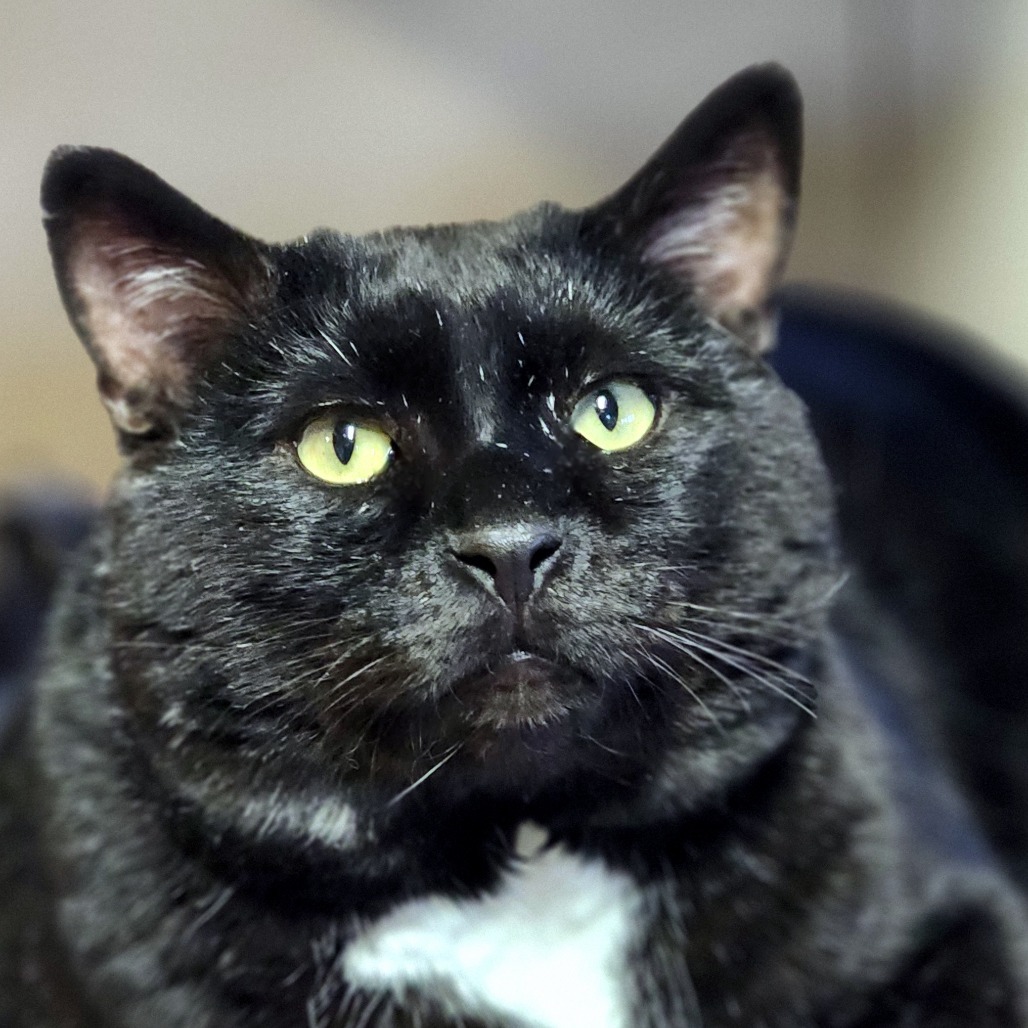 Moe Szyslak, an adoptable Domestic Short Hair in Zimmerman, MN, 55398 | Photo Image 4
