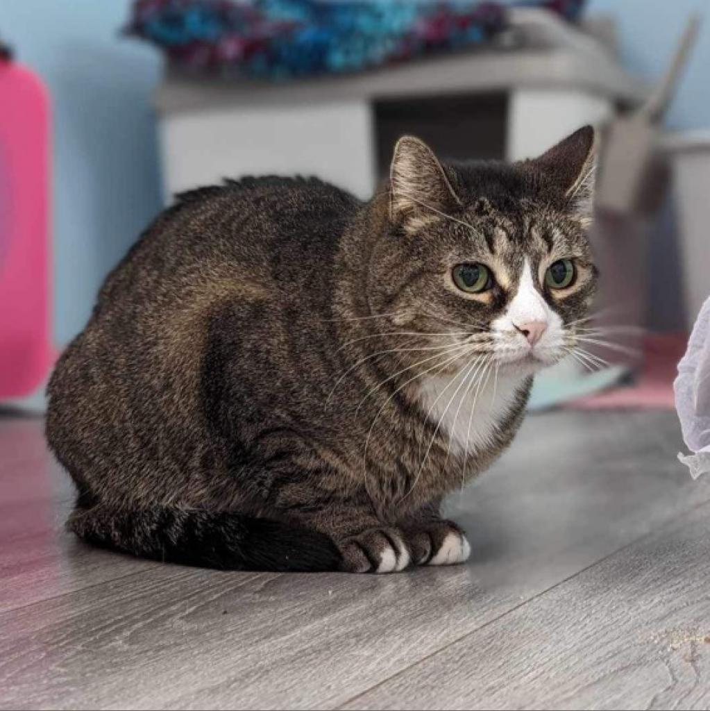 Penelope, an adoptable Domestic Short Hair in Zimmerman, MN, 55398 | Photo Image 4