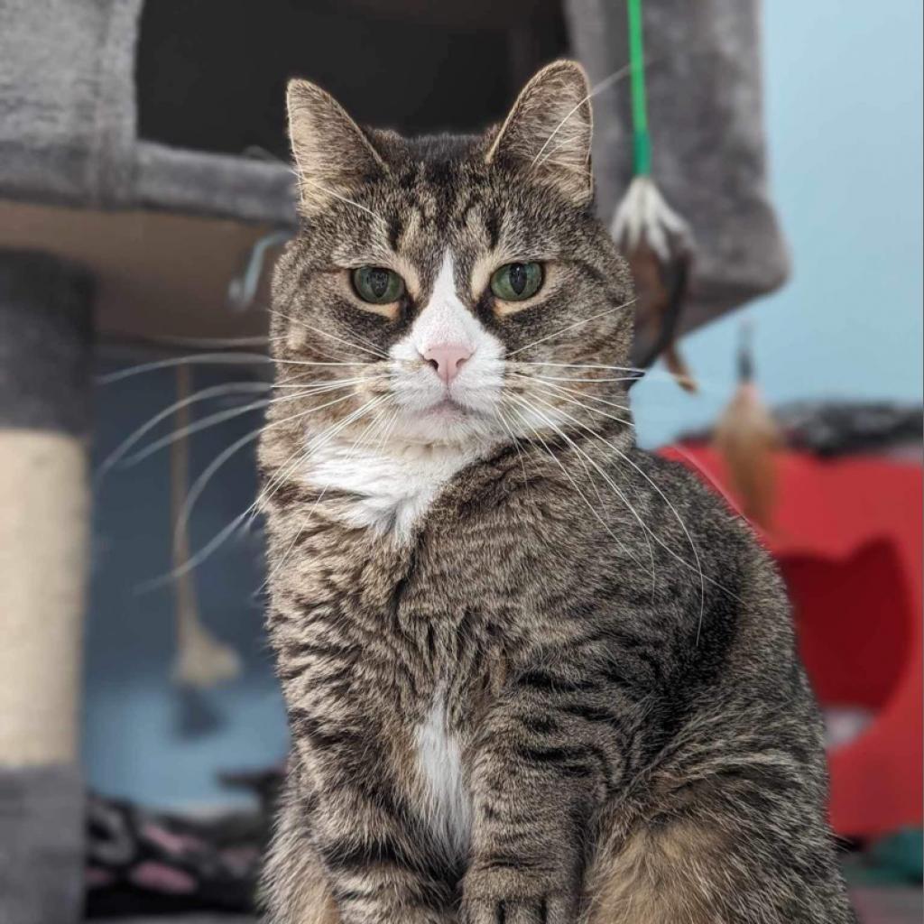 Penelope, an adoptable Domestic Short Hair in Zimmerman, MN, 55398 | Photo Image 5