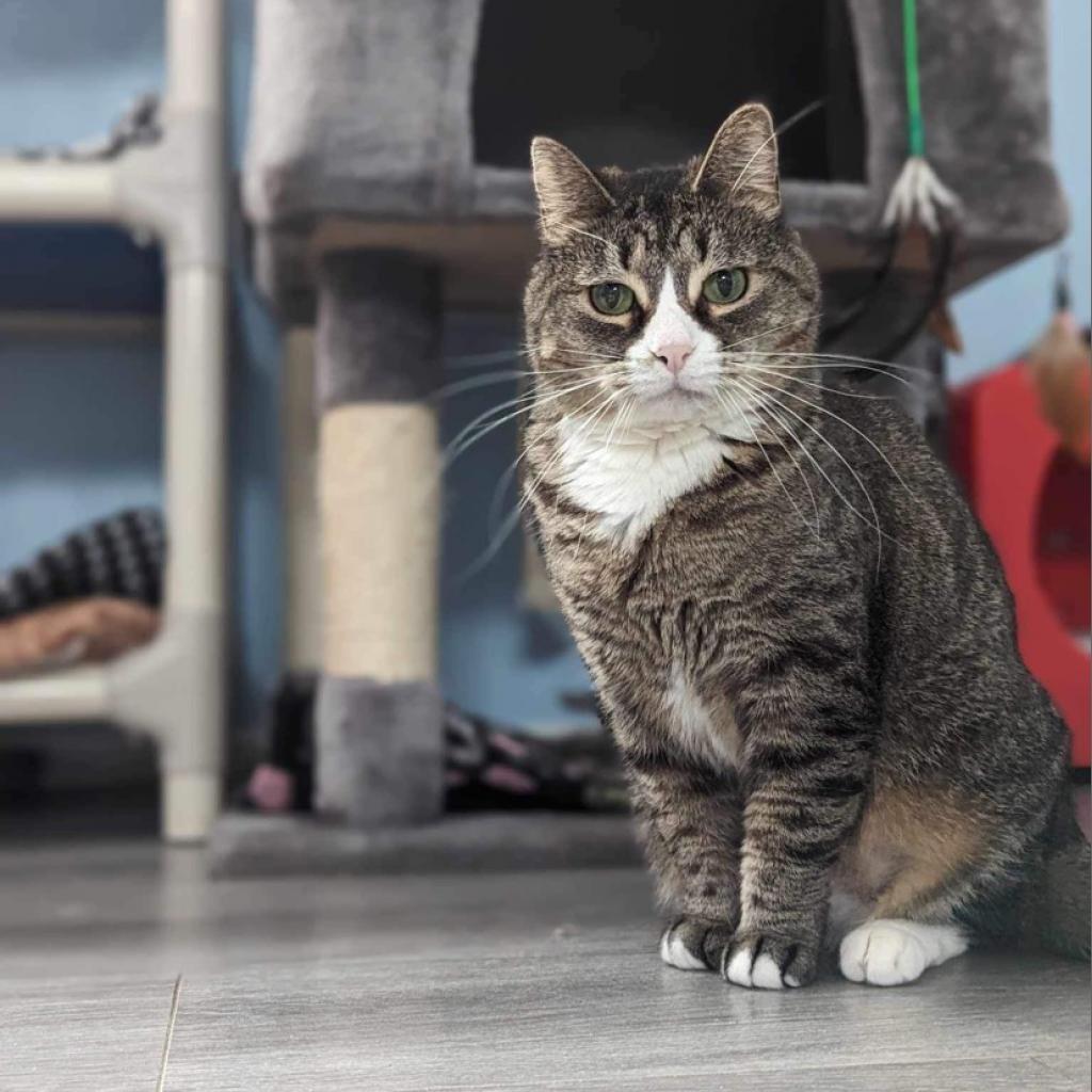 Penelope, an adoptable Domestic Short Hair in Zimmerman, MN, 55398 | Photo Image 6