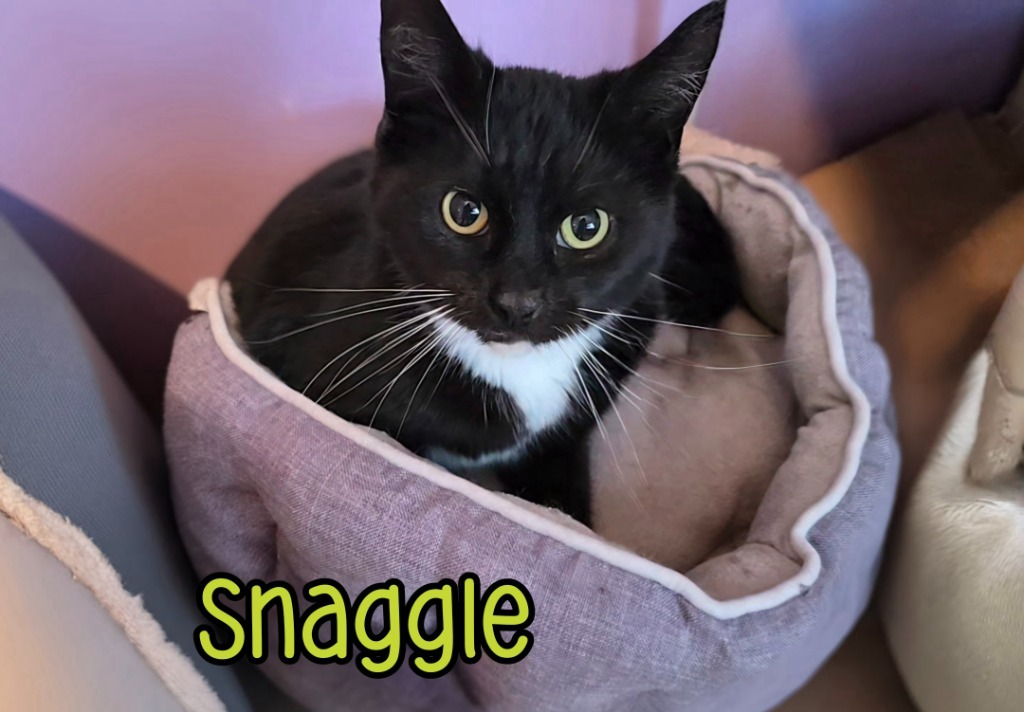 Snaggle