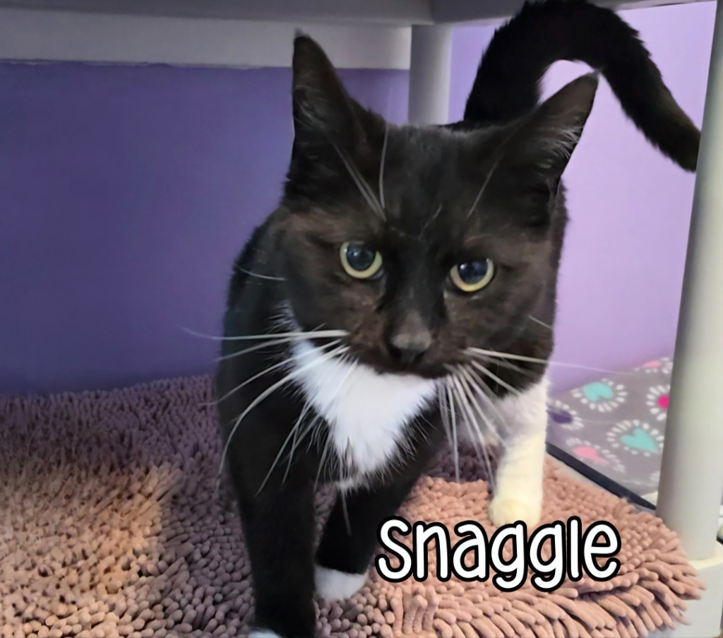 Snaggle