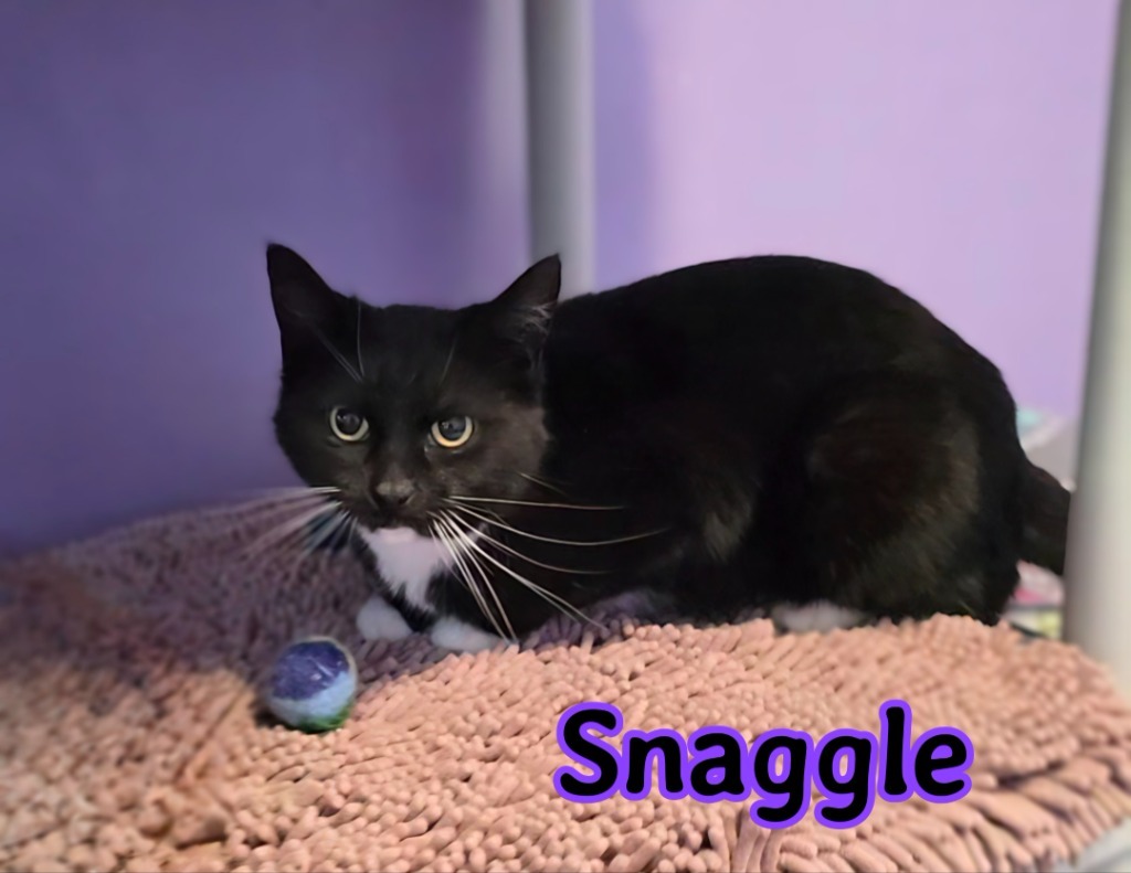 Snaggle