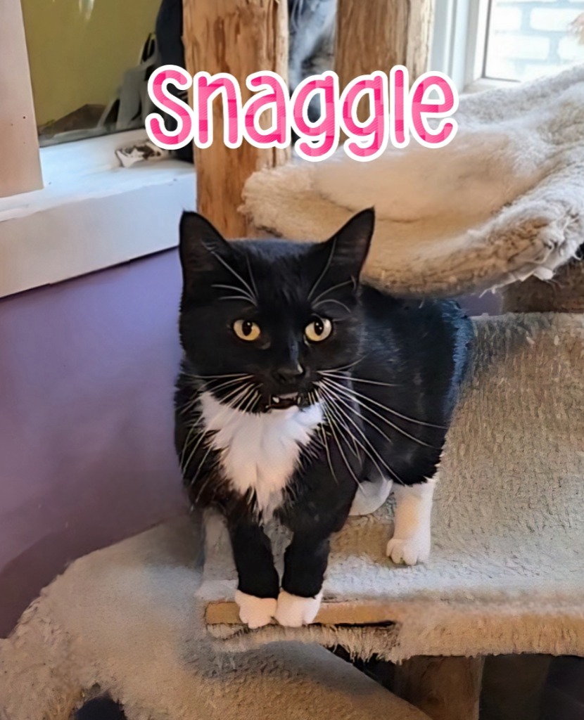 Snaggle