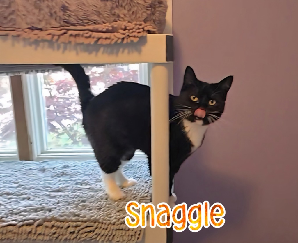 Snaggle