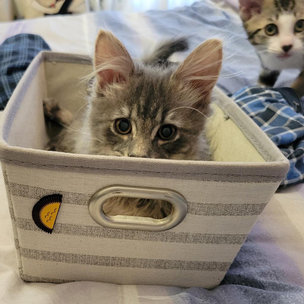 Cubby