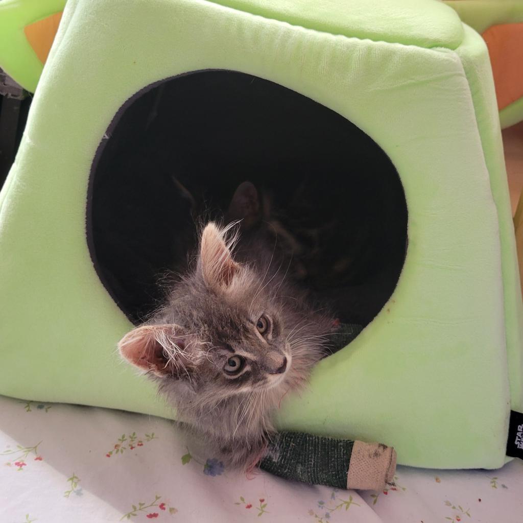 Cubby