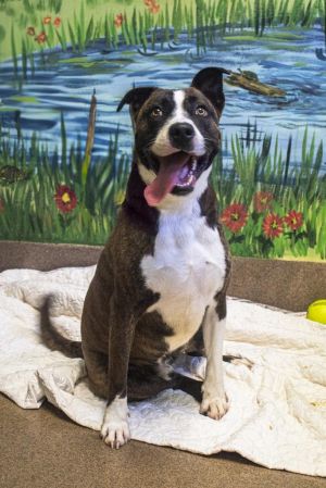 EZEKIEL, Young Male Mixed Breed