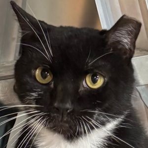Oreo is a healthy 3 year old male who is wonderfully inquisitive and outgoing Hes a great buddy wh